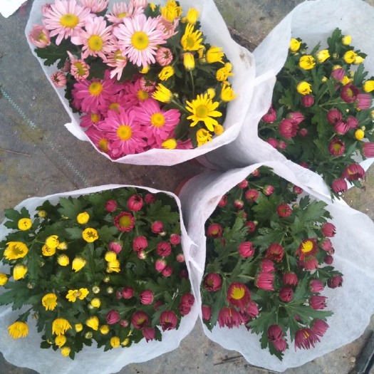 长沙 菊花上市物美价廉