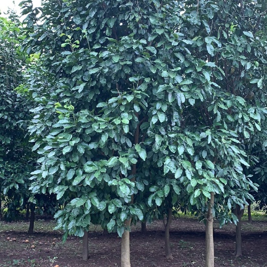 安乡县安江香柚苗  供应12-15公分柚子树，有需要的朋友联系我