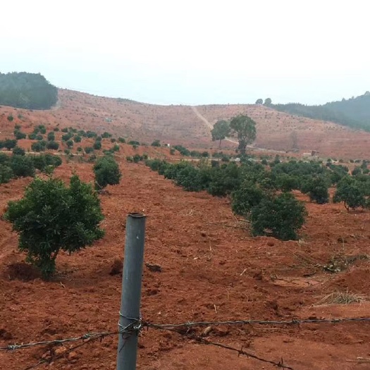 衡南县 专业杨梅树，可做果树，风景树，绿化树。2-5年苗，品种齐