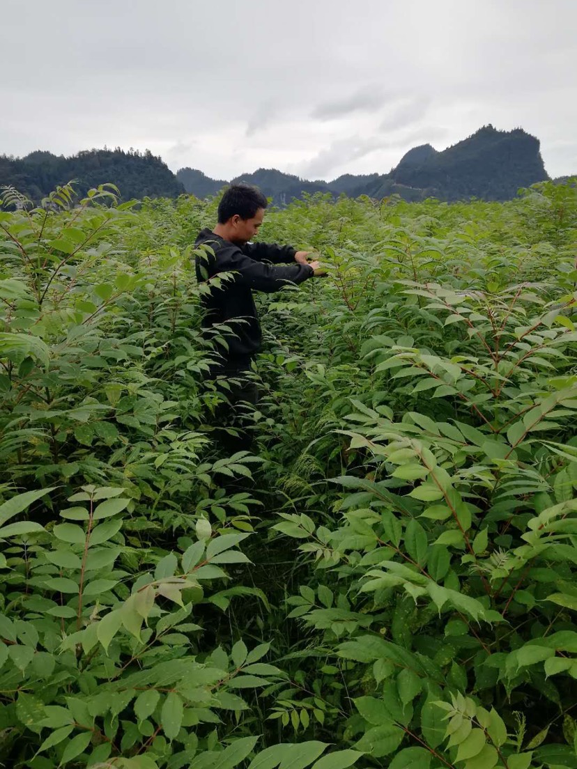 黄柏种苗  出售各种规格黄柏树苗，一年生两年生苗都有，棵棵精选