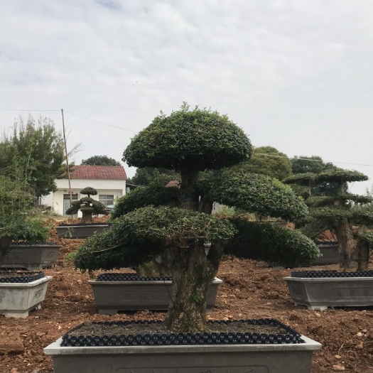 京山市高度60cm~100cm小型对节白蜡桩景，造型独特优美。