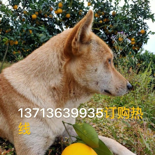 安远县富硒脐橙 赣南脐橙