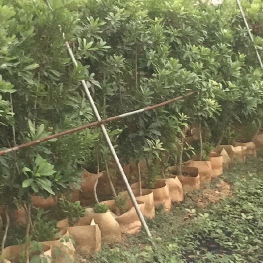 漳州东魁杨梅树苗 4-5公分