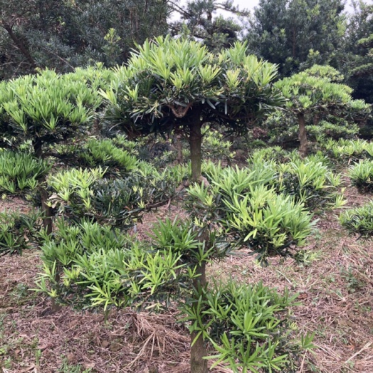 浏阳市造型罗汉松 小盆景 小地景树