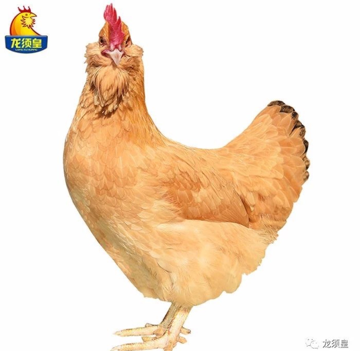 土鸡 广东三大名鸡之首,惠州龙门胡须鸡,山林散养130天