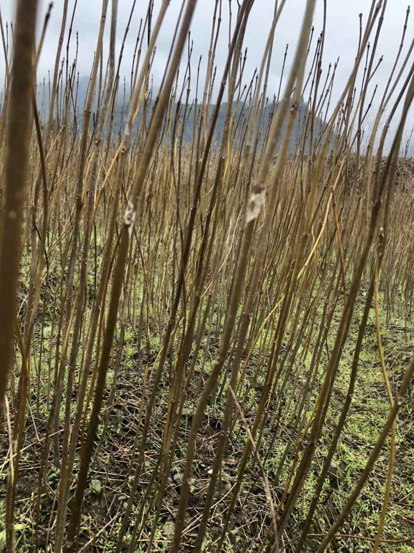 黄柏种苗  出售各种规格黄柏树苗，一年生两年生苗都有，棵棵精选