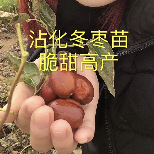 平邑县沾化冬枣苗，抗病能力强，口味甘甜清香，营养丰富，基地直供。