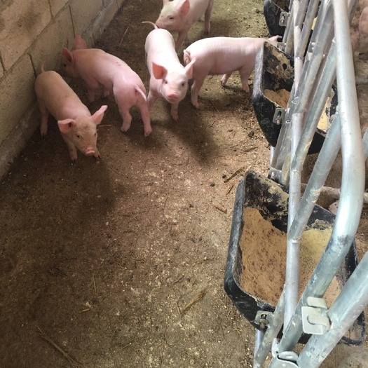 太湖猪  高产系黑猪品种太湖系改良二元白母种母猪