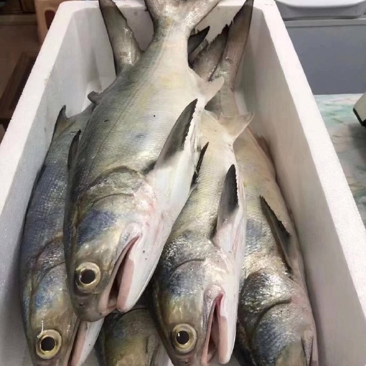 海口海鲜贝类 海南钓钩马友鱼，海南本地鱼！