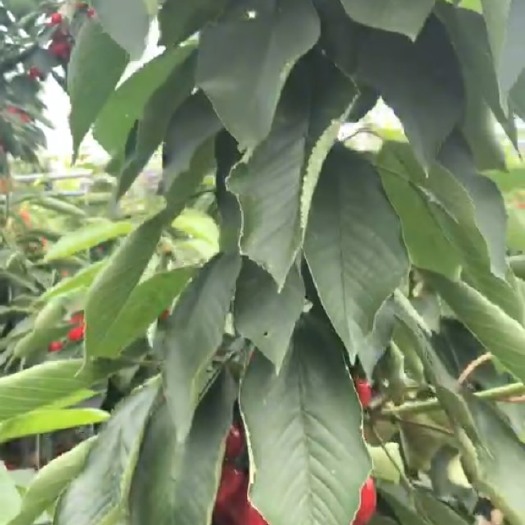 大连金顶红，沙米豆樱桃苗