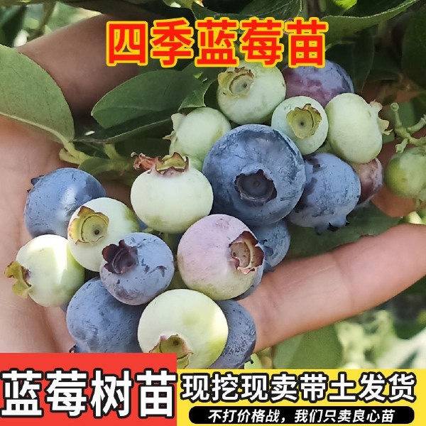 薄雾蓝莓苗  蓝莓苗当年结果盆栽地栽南北方庭院阳台四季种植特