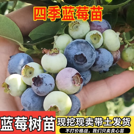 杭州薄雾蓝莓苗  蓝莓苗当年结果盆栽地栽南北方庭院阳台四季种植特