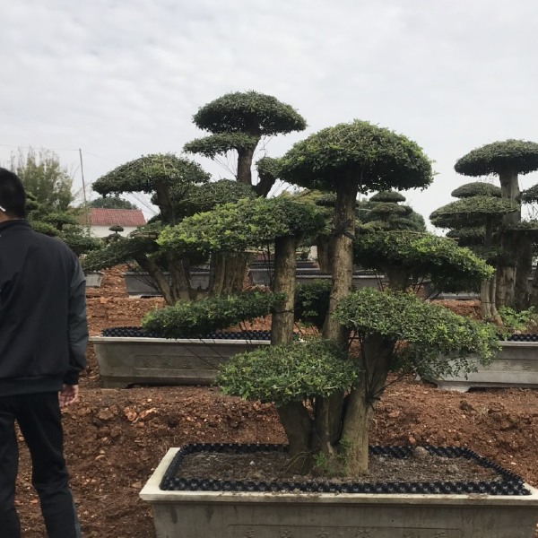 造型对节白蜡，高度80cm~130cm，带营养钵发货。