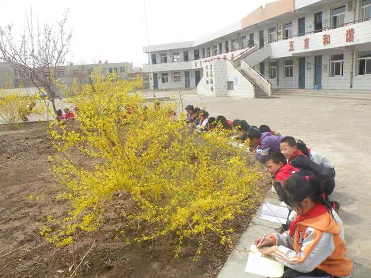 金钟连翘苗  连翘树苗中药材连翘苗庭院绿化工程苗木迎春花风景