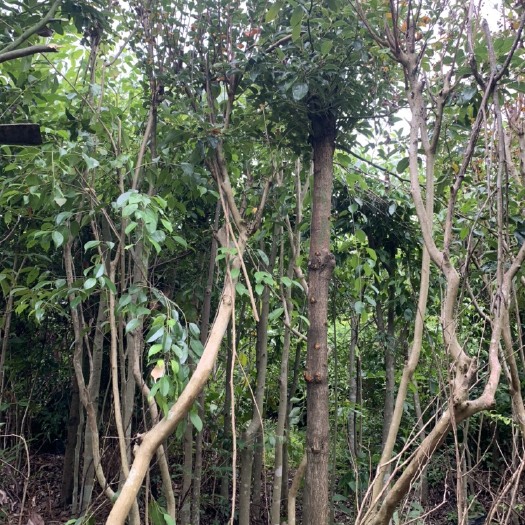 全冠香樟 香樟 全冠 细叶樟2-17公分地苗