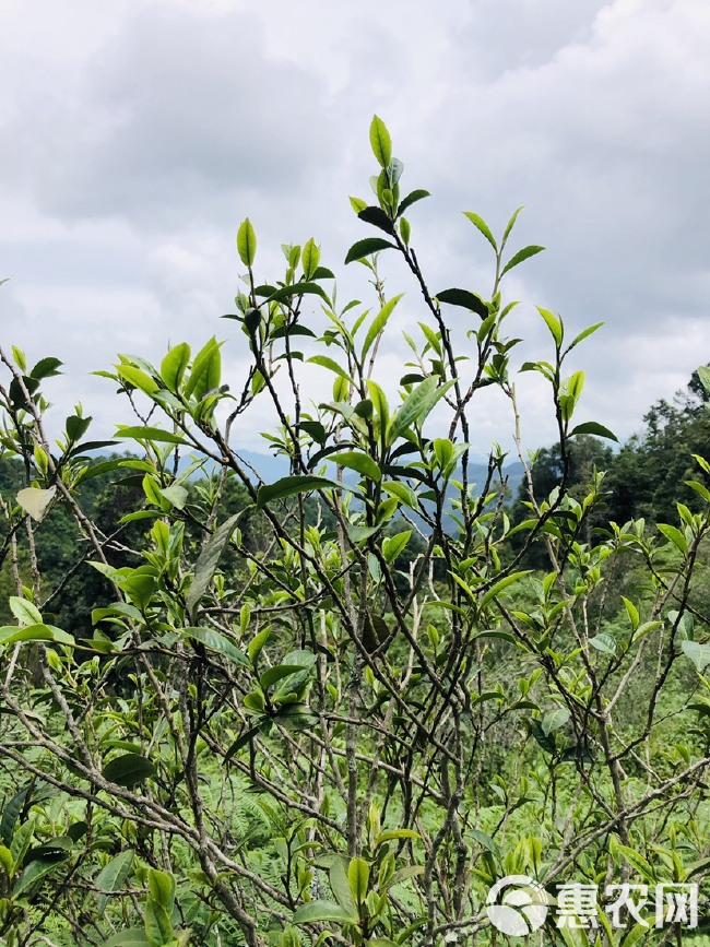 普洱茶单株古树生普2024年云南500年百年树龄纯料兰香茶叶