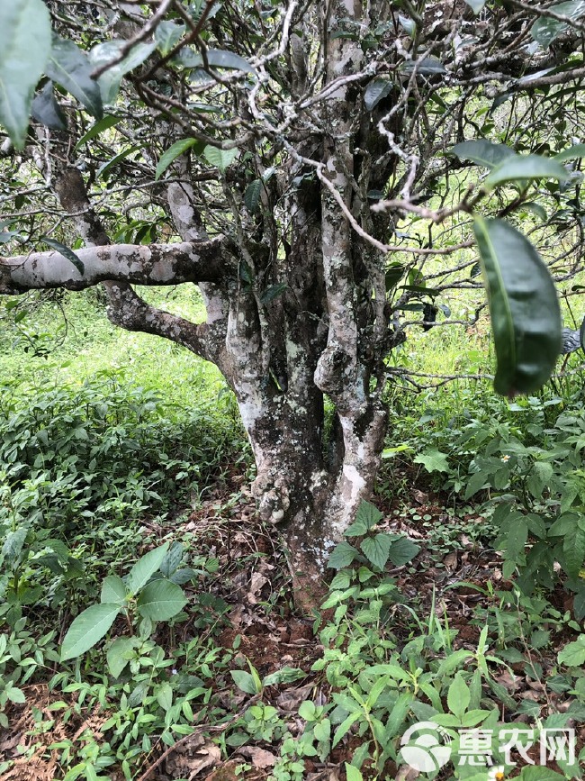 普洱茶单株古树生普2024年云南500年百年树龄纯料兰香茶叶