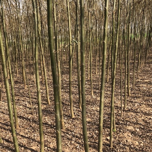 砀山县旱柳！竹柳！青皮柳！美国3号！速生柳树量大供应！规格齐全