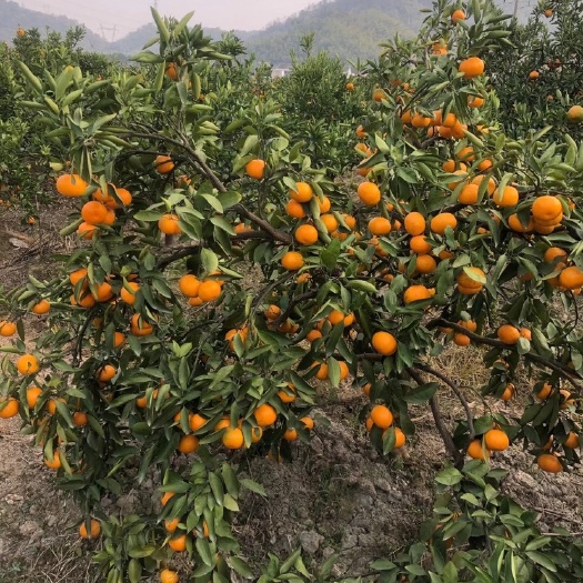 临海市涌泉蜜桔 涌泉蜜橘 6-8公分