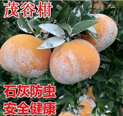广西茂谷柑，现以成熟上市，招果商老板，看园订果，杨夫子-代办