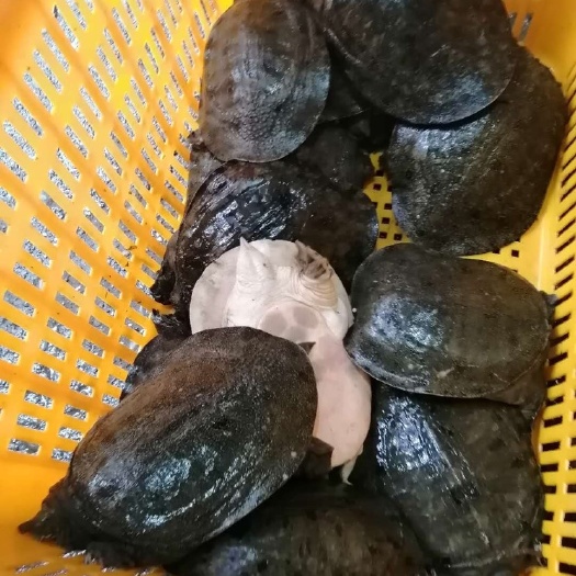 来凤县生态甲鱼  懂货