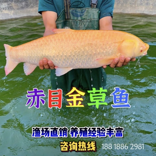 高州市赤目金草鱼赤目黄金鲩鱼苗，自家渔场孵化繁殖水花预定