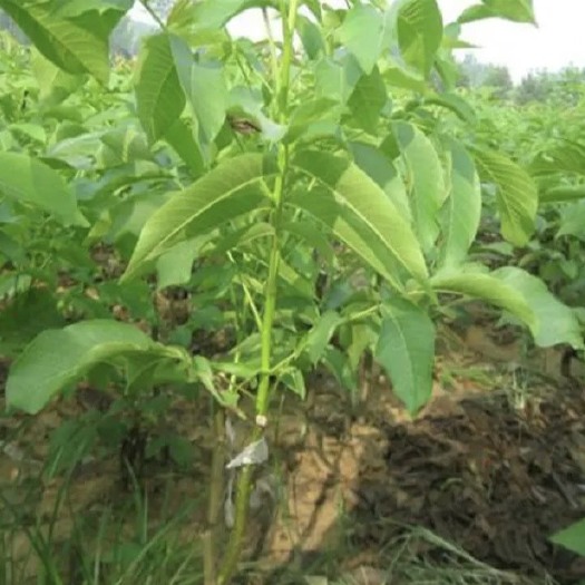 核桃树苗用于绿化、种植产子