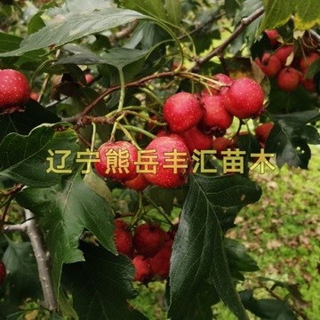 营口软籽山楂苗__酸甜_软籽_软籽山楂苗价格_批发_特性