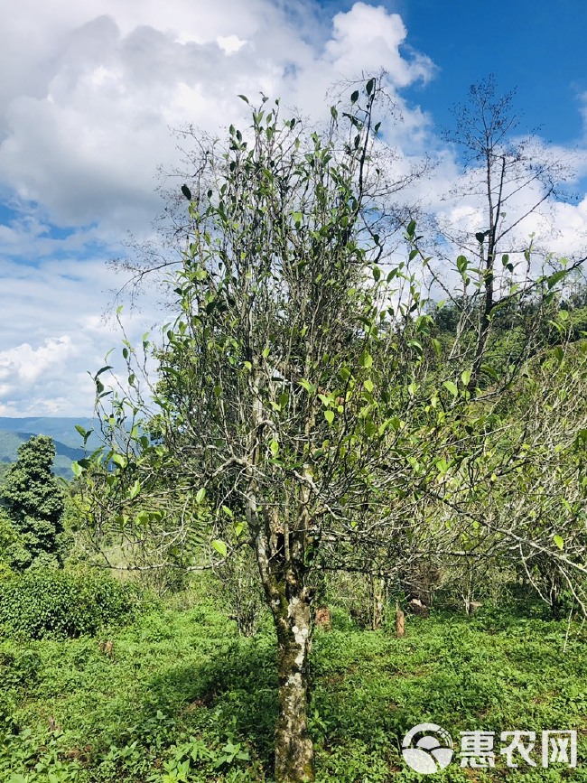 普洱茶单株古树生普2024年云南500年百年树龄纯料兰香茶叶