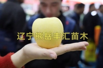 营口维纳斯黄金苹果苗 维纳斯黄金_维纳斯黄金苗_乔化_矮化_维纳斯黄金苗价格_批发