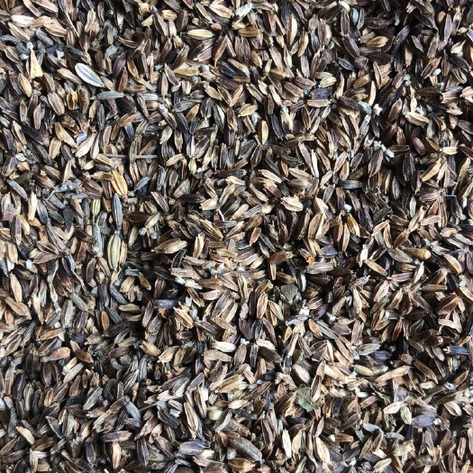 昆明续断