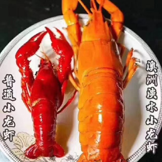 佛山澳洲淡水小龙虾 大青6-9钱 