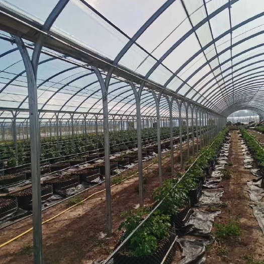天津种植蔬菜大棚管及配件