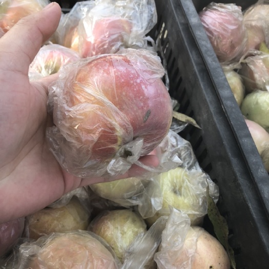吉安红富士苹果  新鲜苹果批发