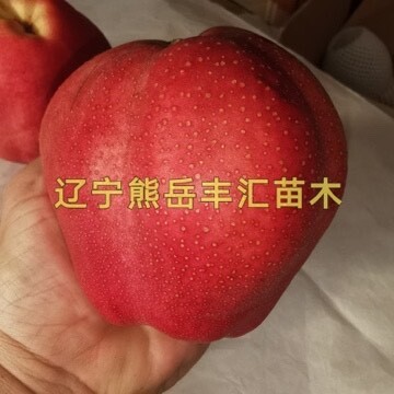 营口奥红一号红梨苗__奥红一号_红梨苗_奥红一号红梨苗价格_批发