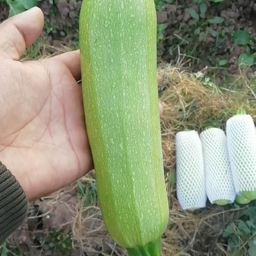 元谋县元谋大量西葫芦上市，质量非常好欢迎采购