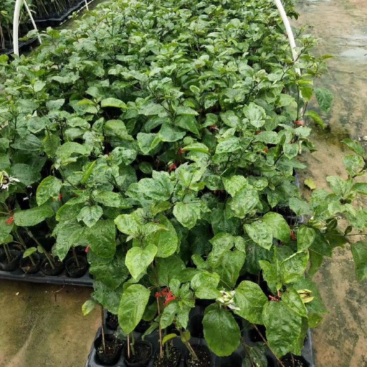 灵山县黄金百香果苗金蜜百香果树台农嫁接苗维蜜甜蜜蜜百香果四季结果
