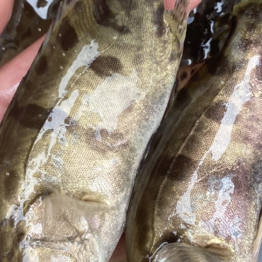 南宁出售大量桂鱼苗，翘嘴桂鱼，苗场直供，足数发货，价格实惠。