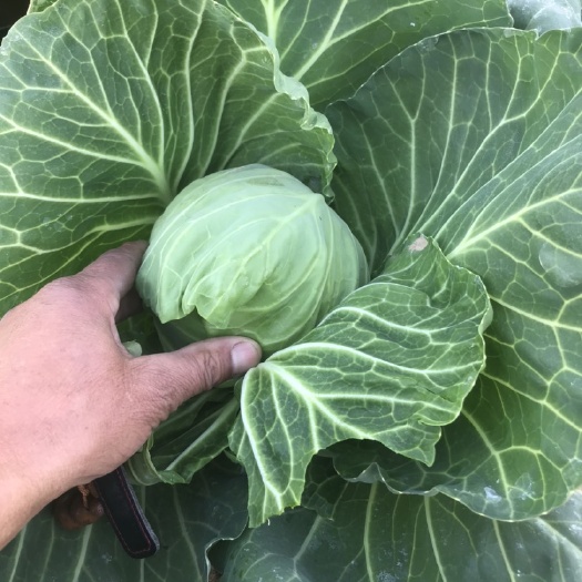 成武县牛心甘蓝 大量甘蓝已上市。颜色绿、质量好，