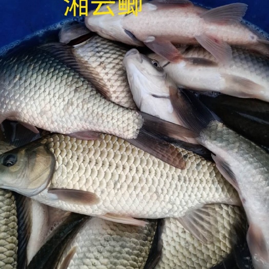 重庆市湘云鲫 0.25-1公斤 
