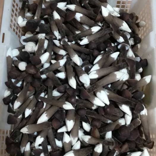 广州黑皮鸡枞菌，营养丰富，口感爽脆