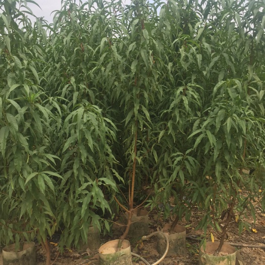 桃树苗 3公分左右高度1.5-2.2，可嫁接 占地生果桃树