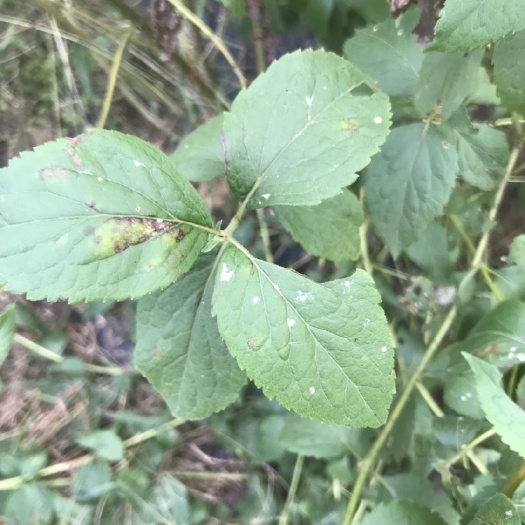 翁源县土牛膝  干货