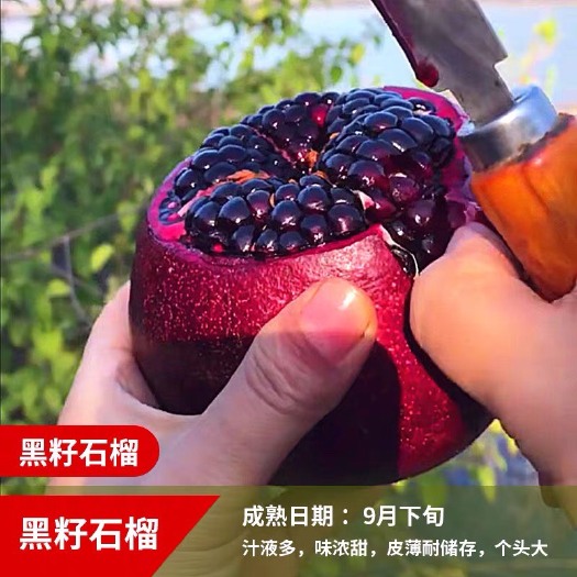 平邑县黑籽石榴树苗  黑籽石榴苗 基地直销现挖现发 确保成活死苗免费补发 保障质量