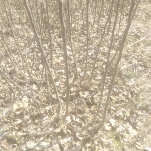 茂县红富士苹果苗 