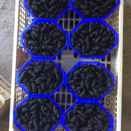 汕头黑桑葚  广东省汕头市潮阳区金科农种养专业合作社！桑海桑田出品。