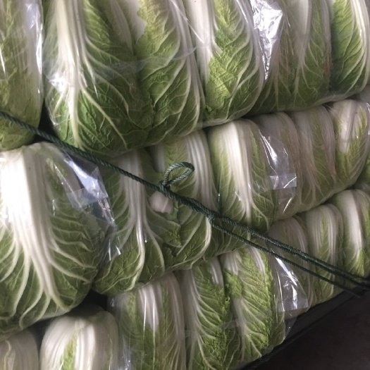 东台市黄心大白菜 大量上市 专业团队代发全国各大市场