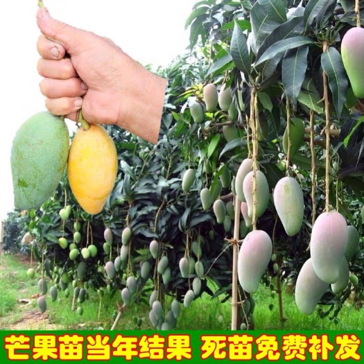 福州红壳龙眼苗  龙眼