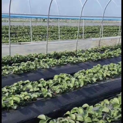 南通 大规模草莓种植基地 品种齐全