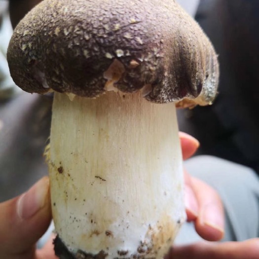 曲靖云南山林赤松茸